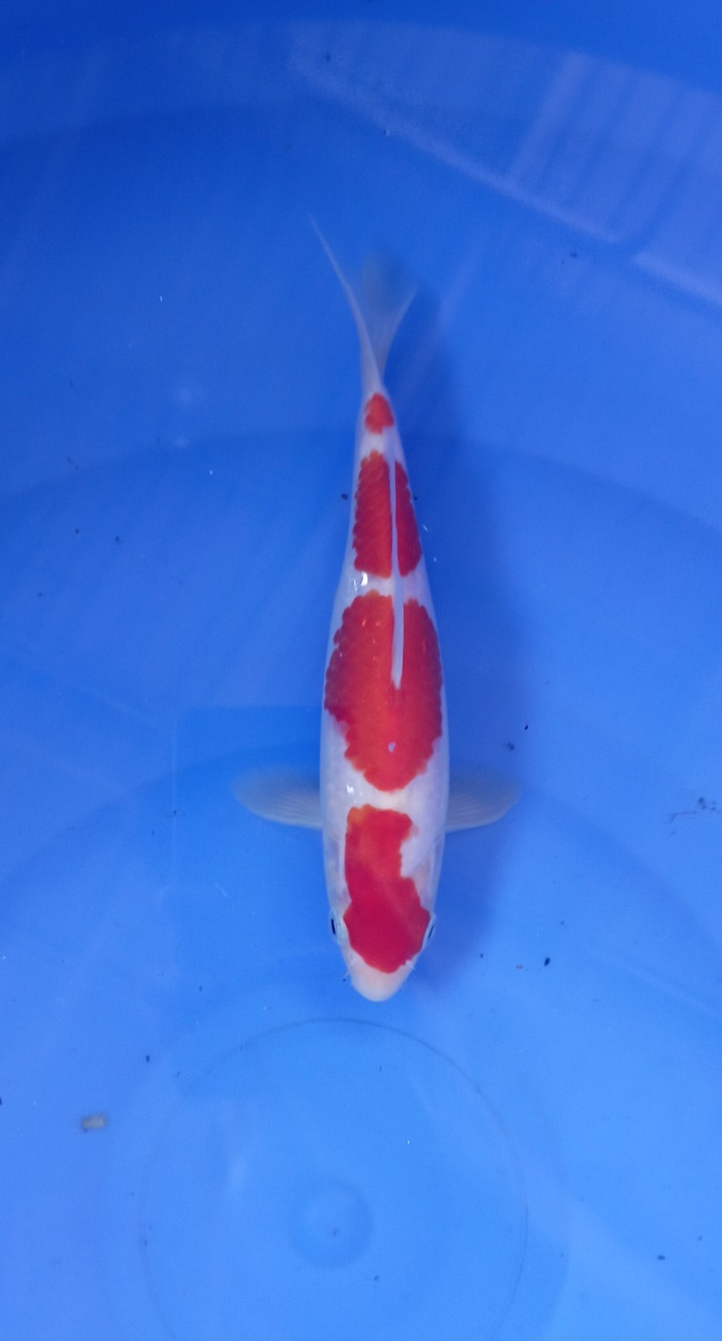 Juara 1