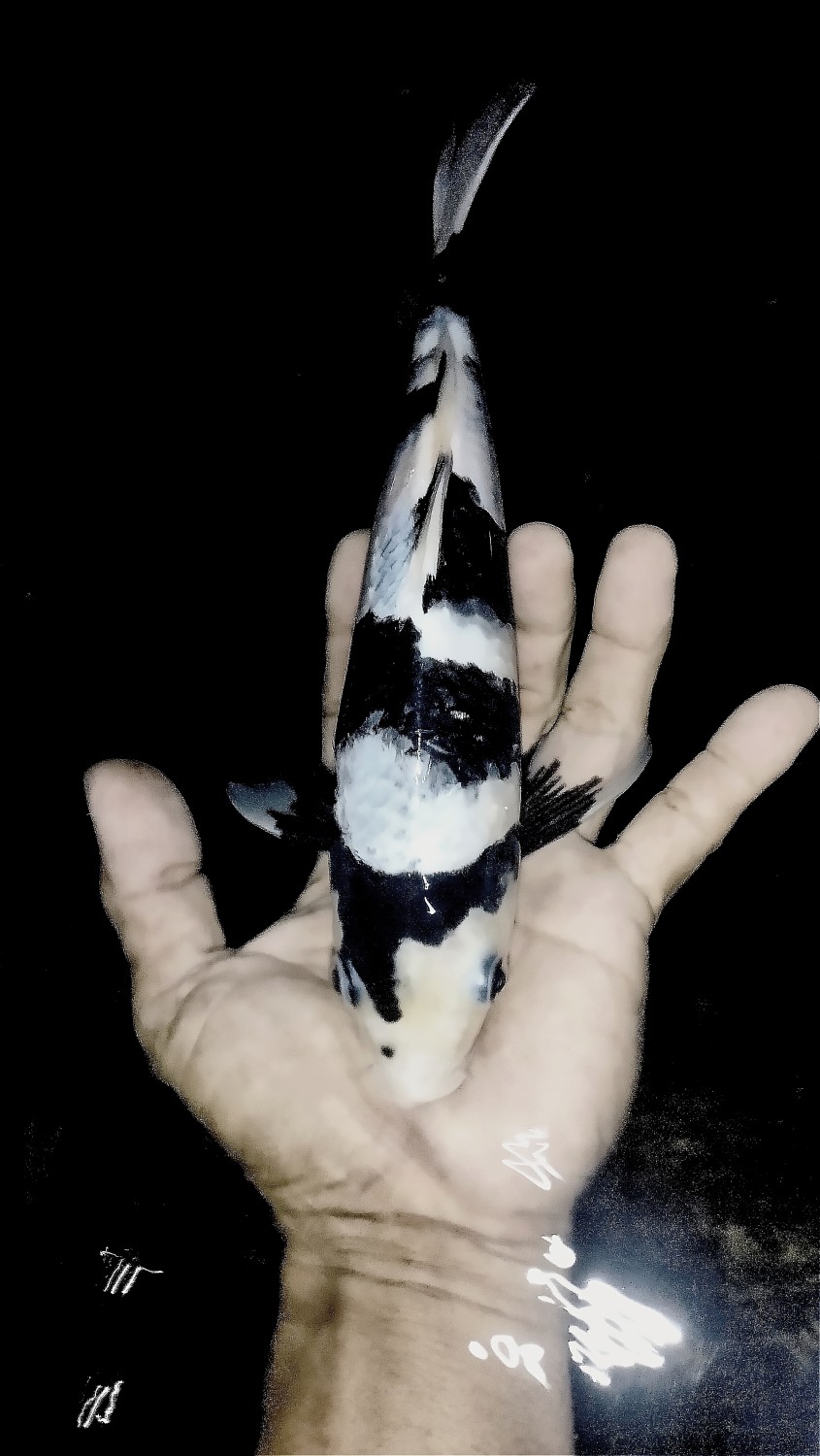 Juara 2