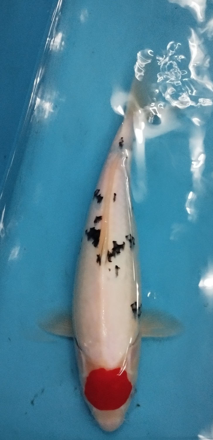Juara 1