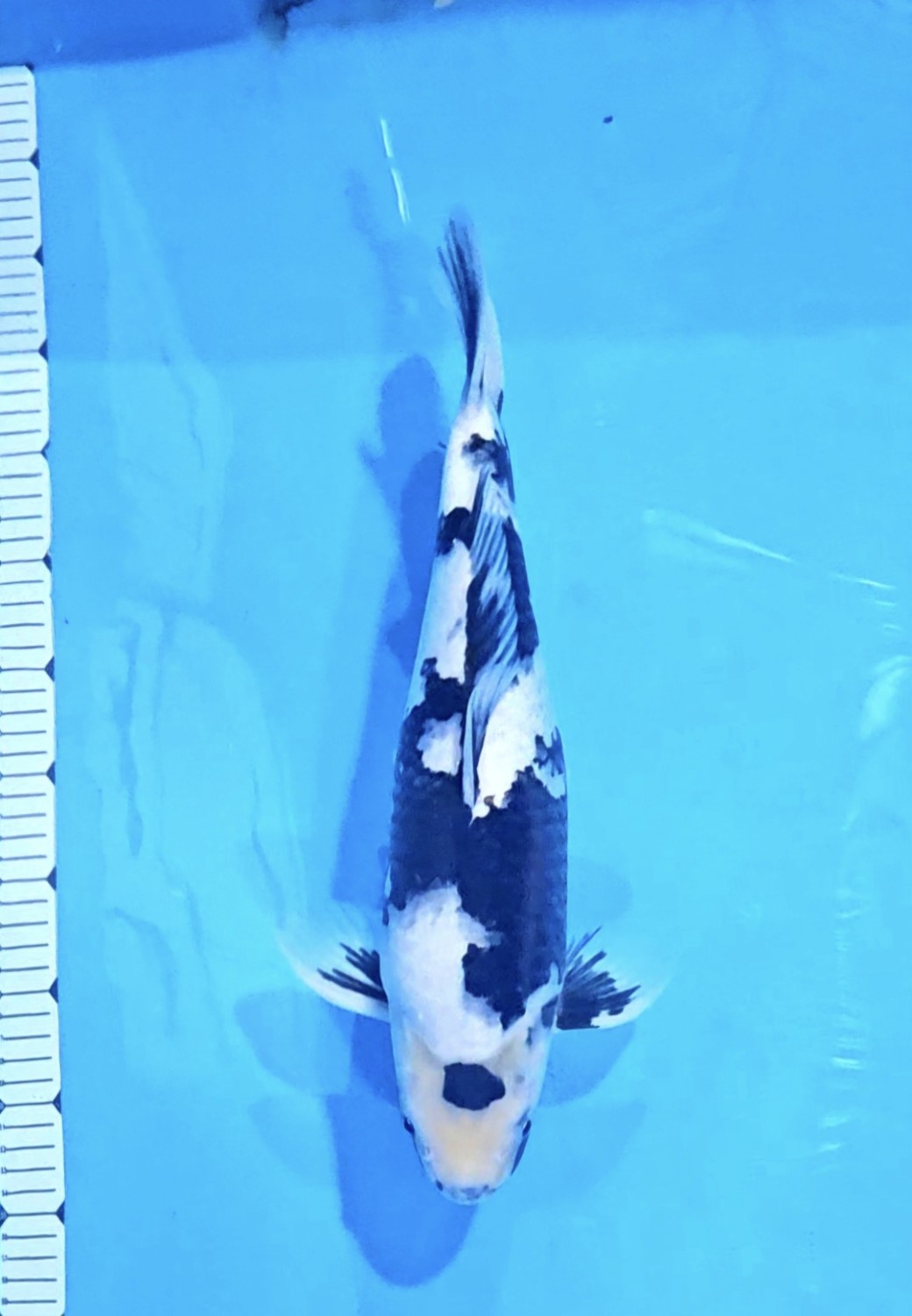 Juara 1