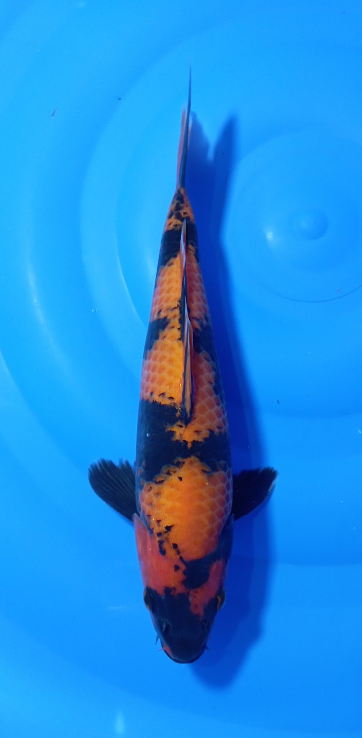 Juara 1