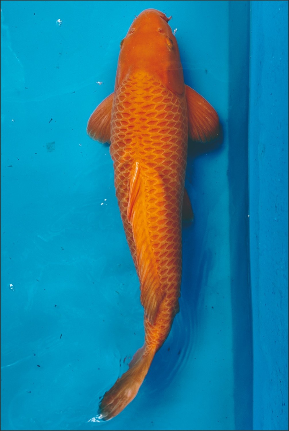 E. Kamboja Prize 61 - 65 cm