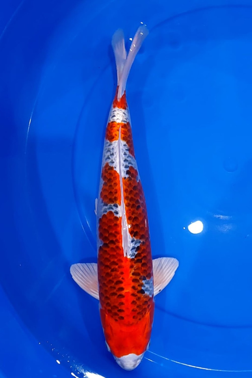 Juara 1