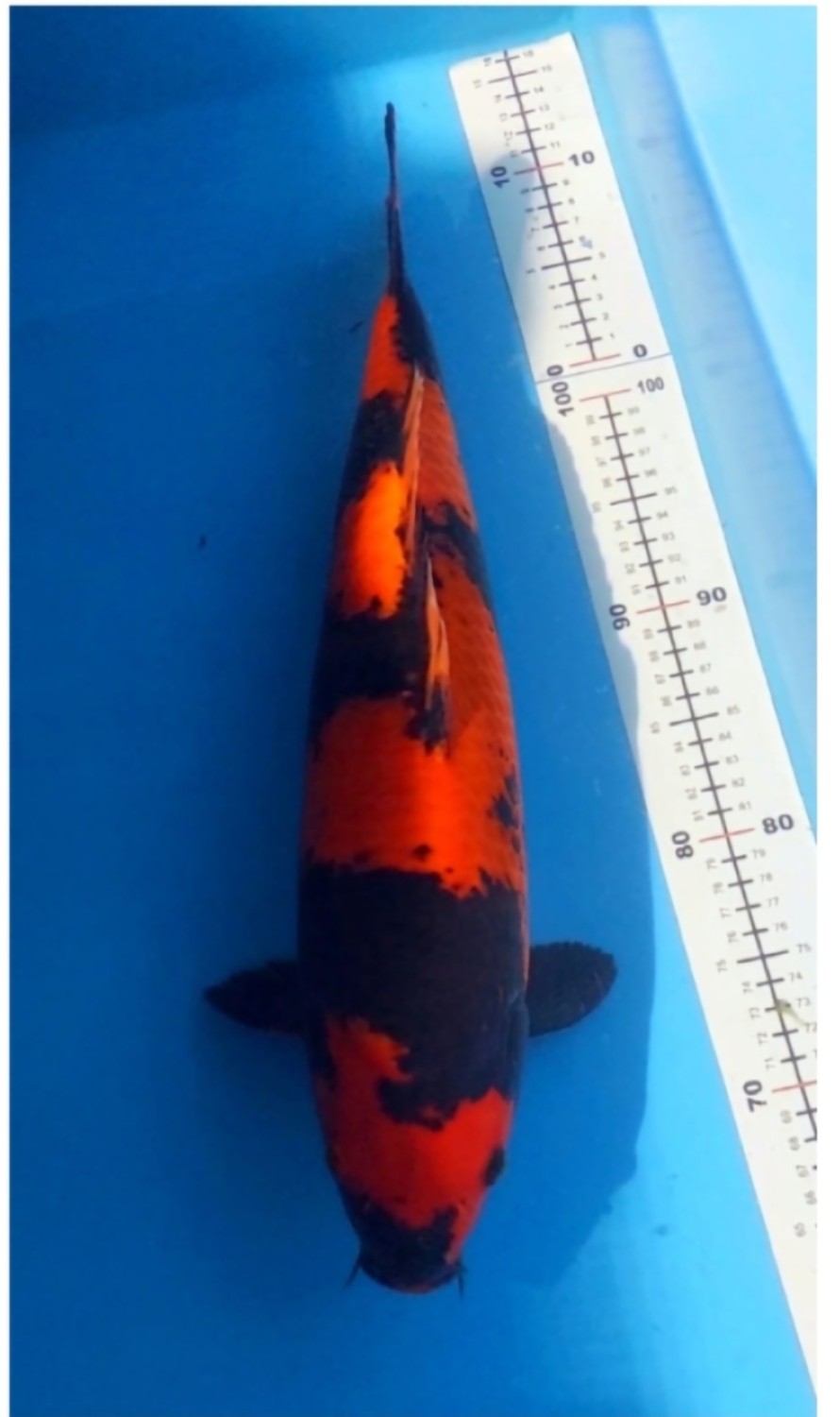 D. Cempaka Adult Champion