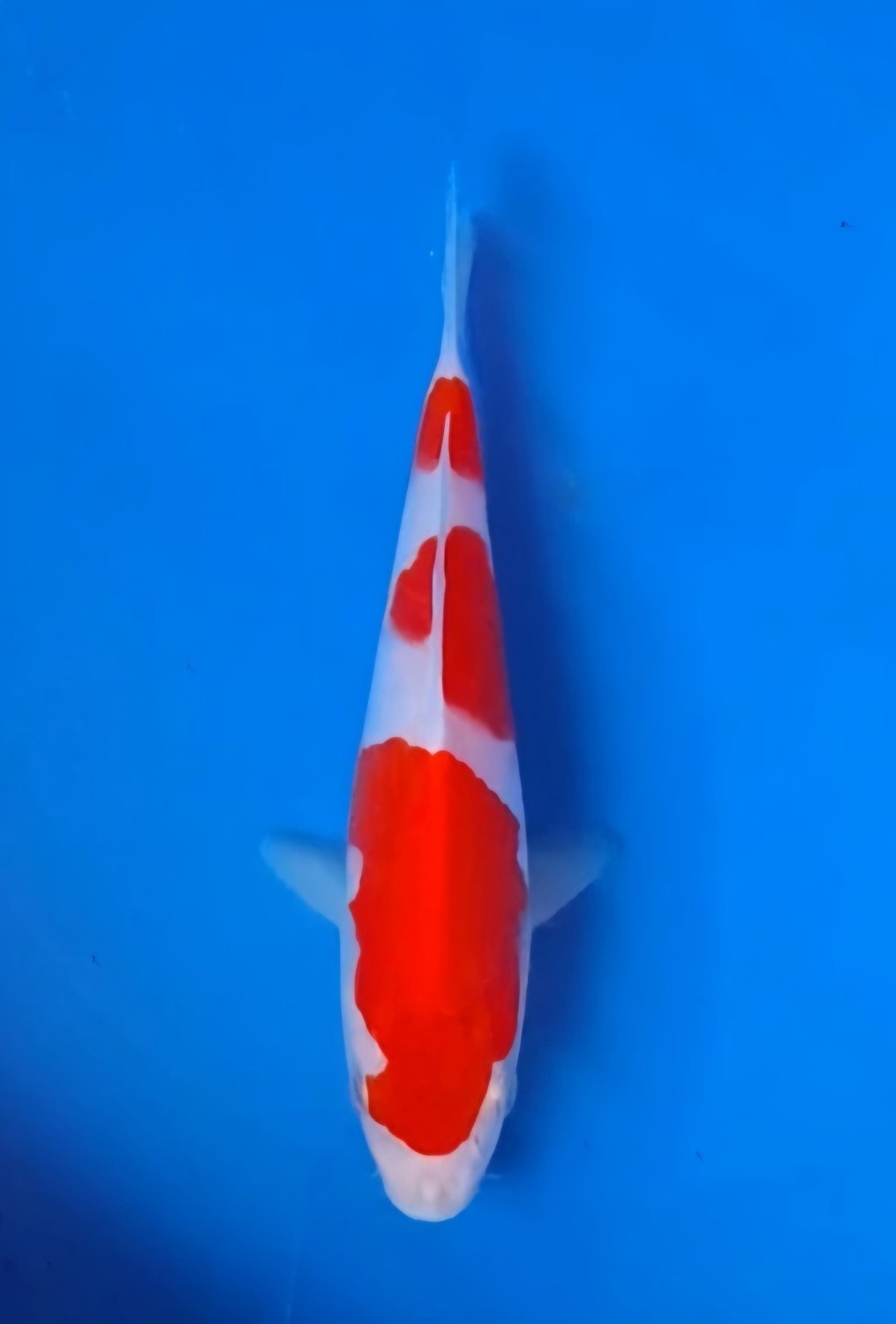 Juara 2