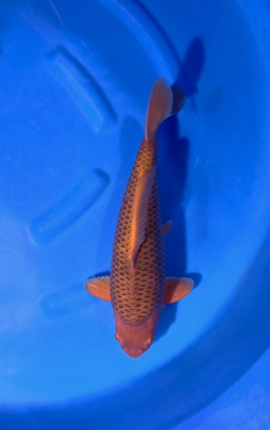 E. Kamboja Prize 41 - 45 cm