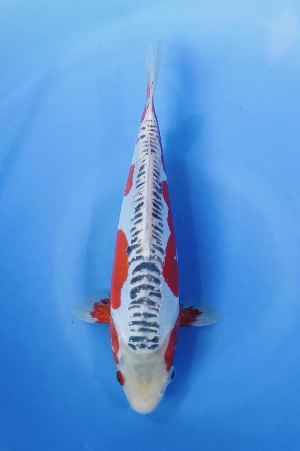D. Cempaka Prize 26 - 30 cm