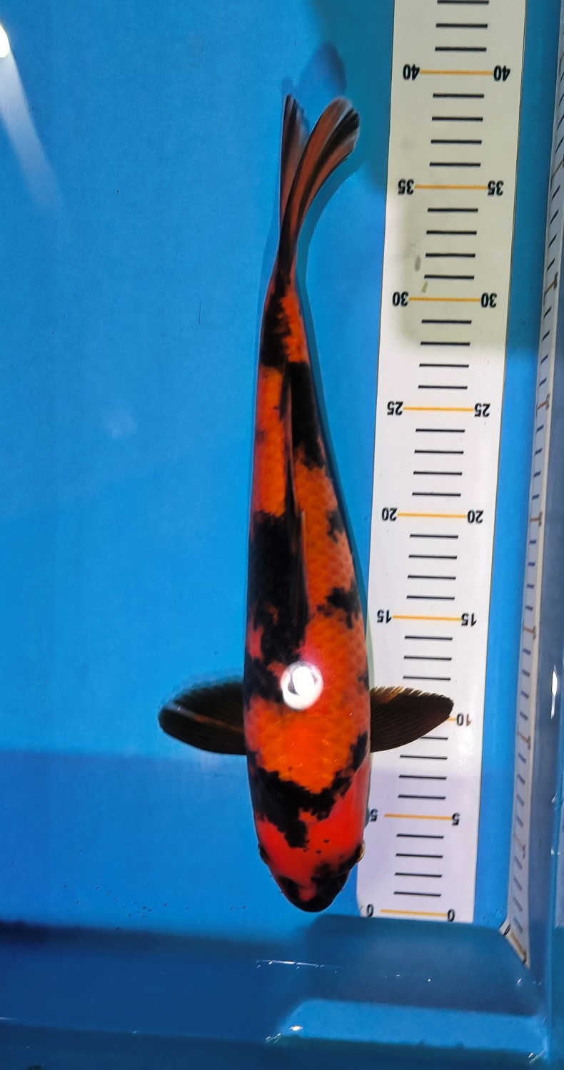 D. Cempaka Prize 36 - 40 cm