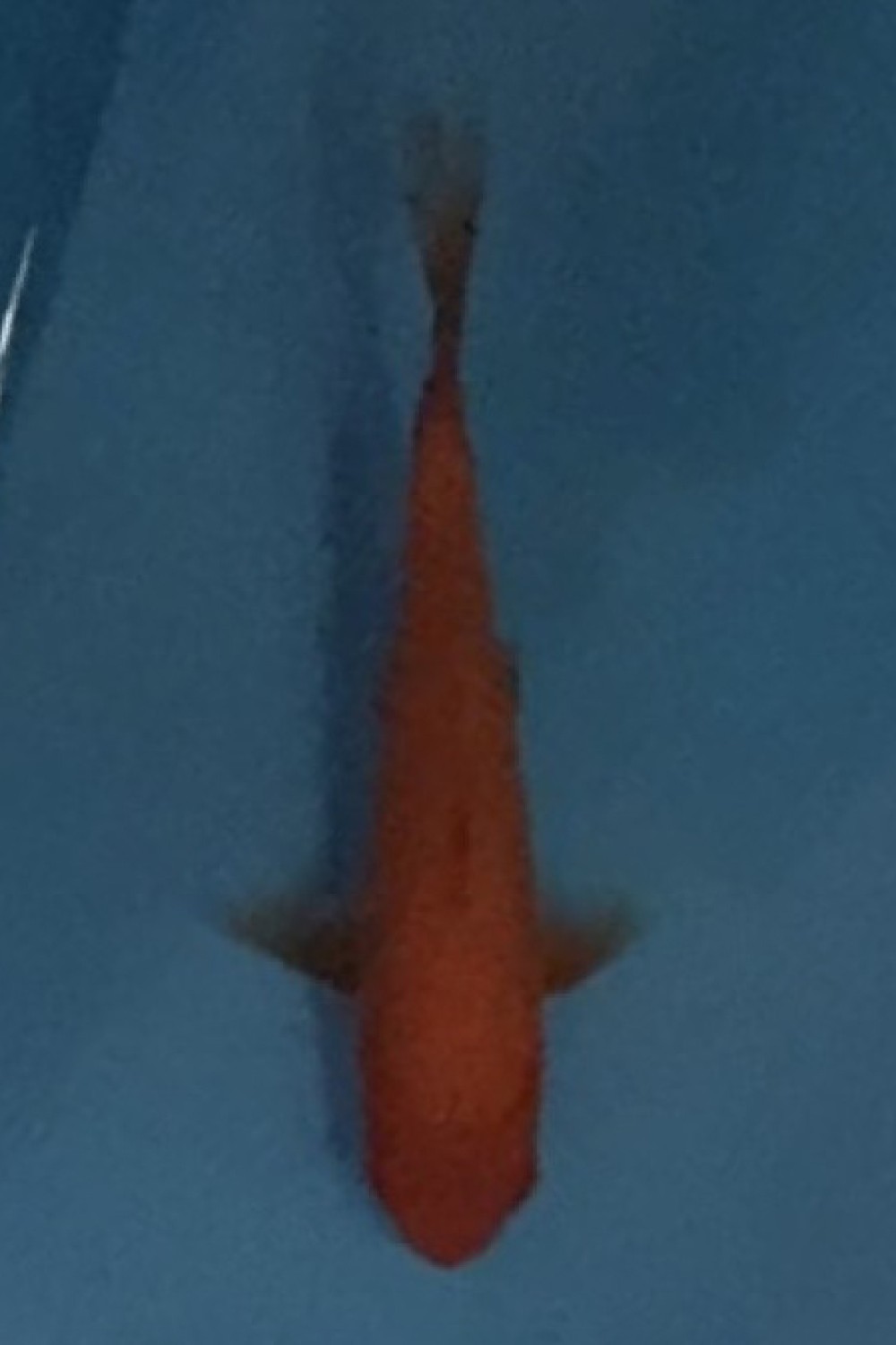 Juara 2