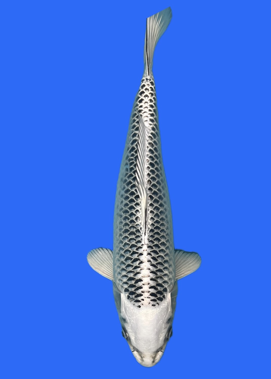 Juara 1