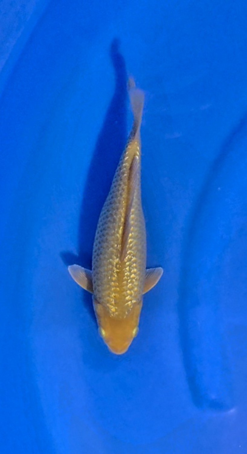 Juara 5