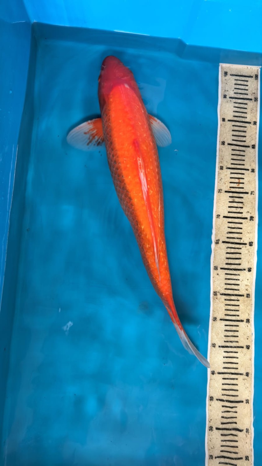 Juara 1