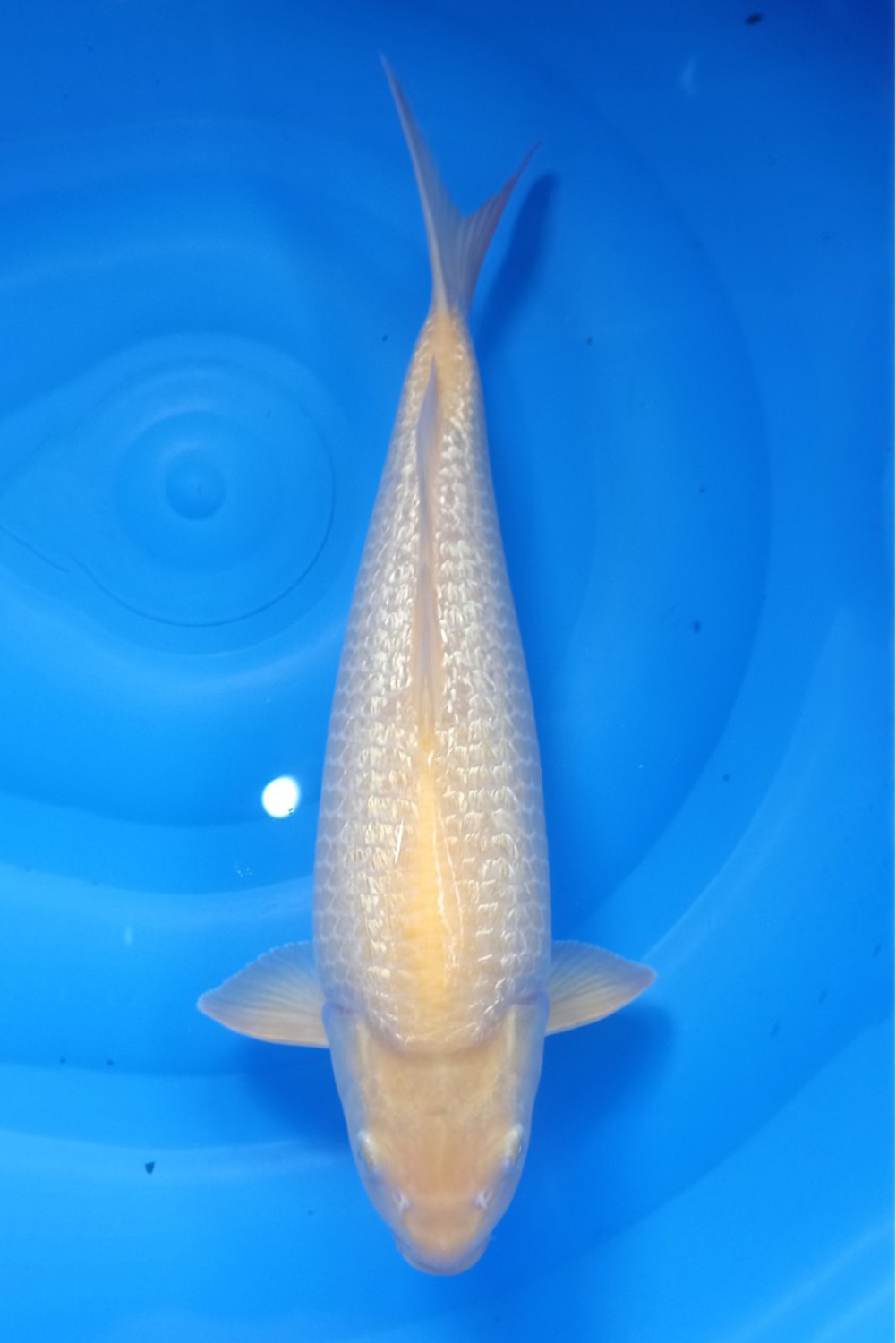 E. Kamboja Prize 36 - 40 cm