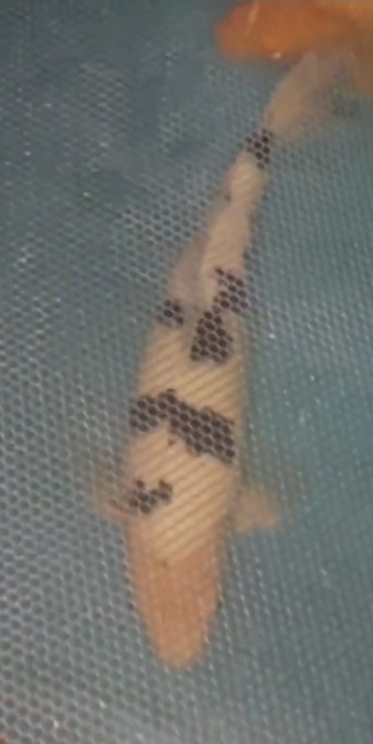 Juara 1