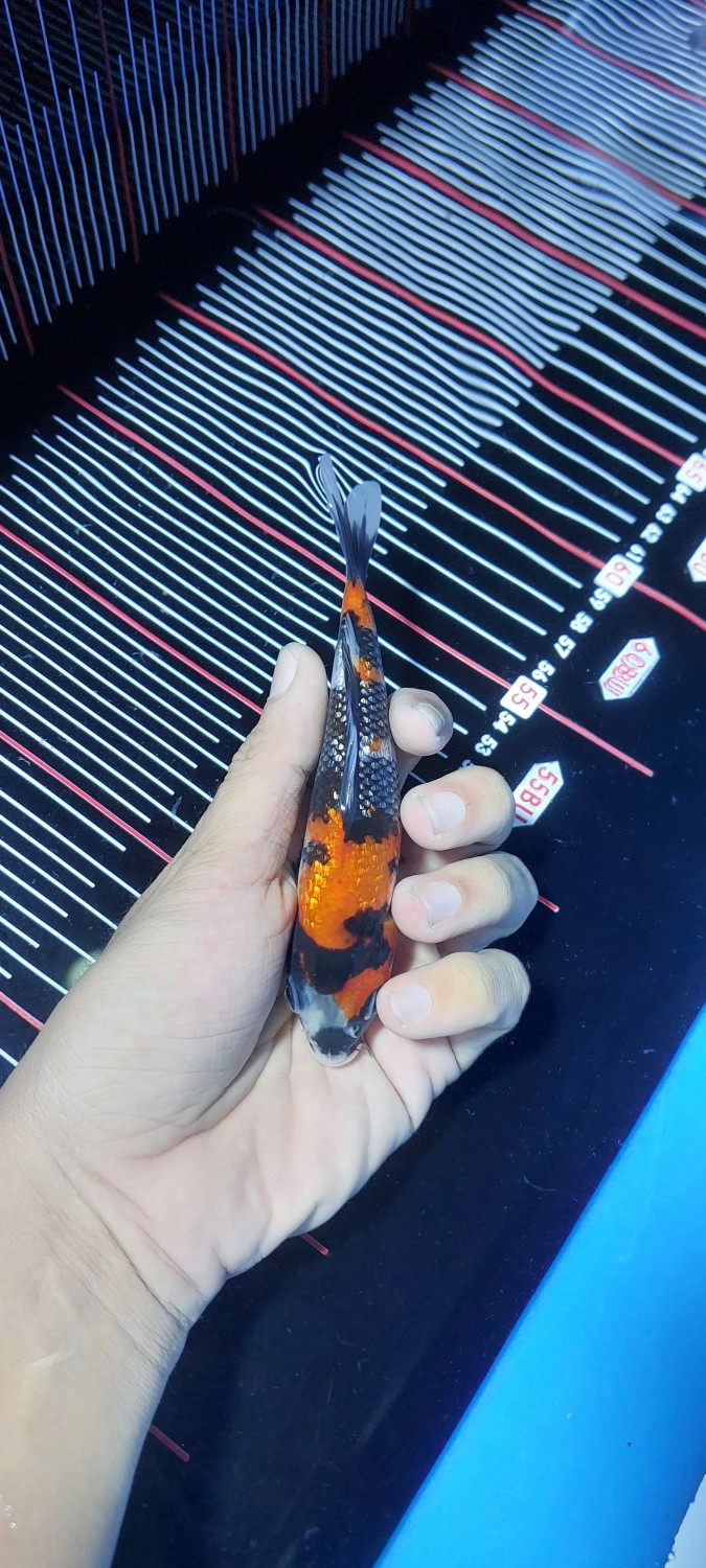 Juara 1
