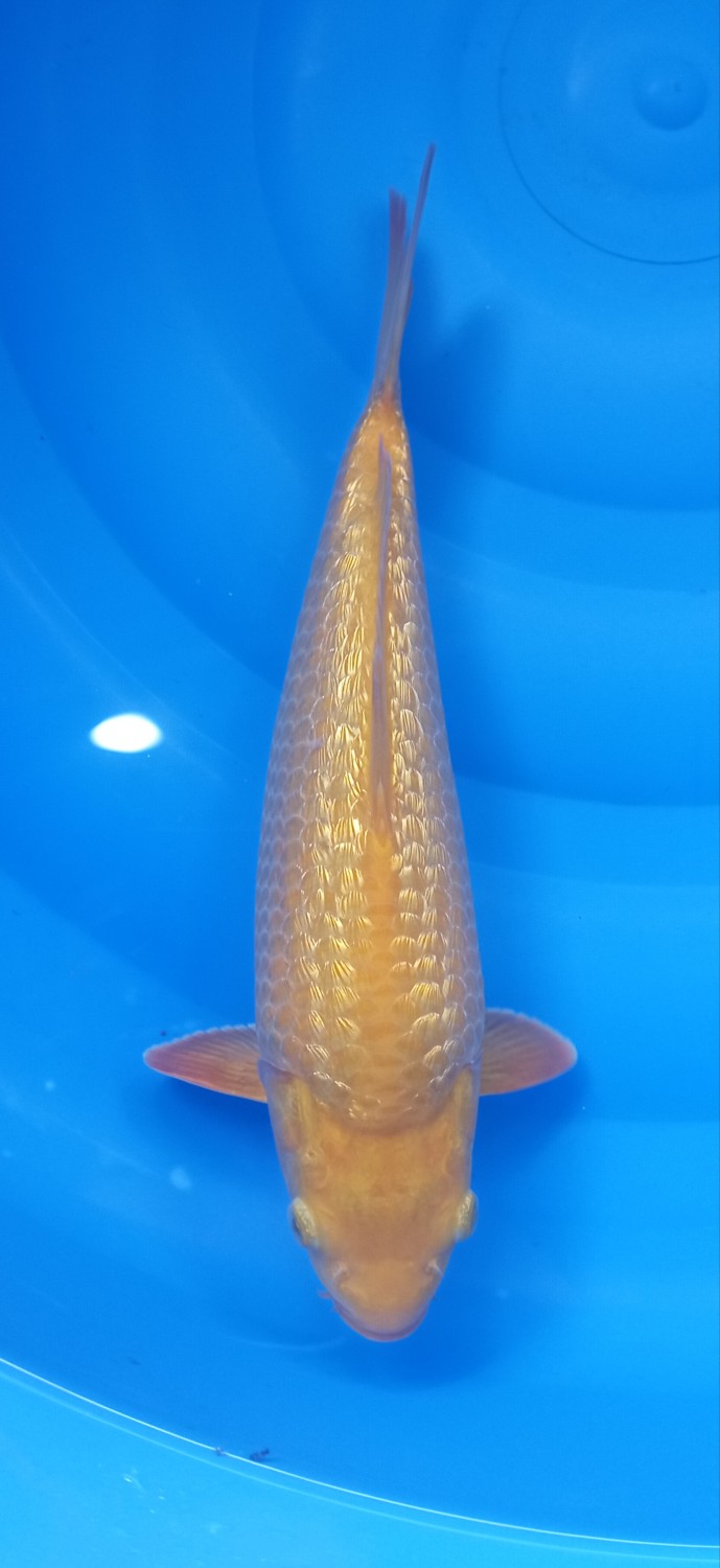 Juara 1