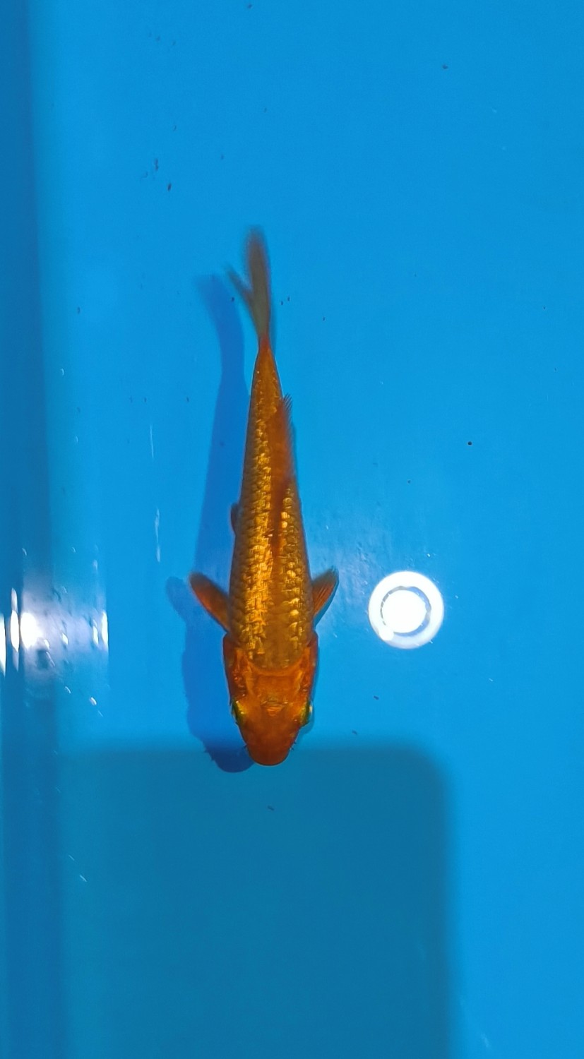 E. Kamboja Prize Up To 12 cm