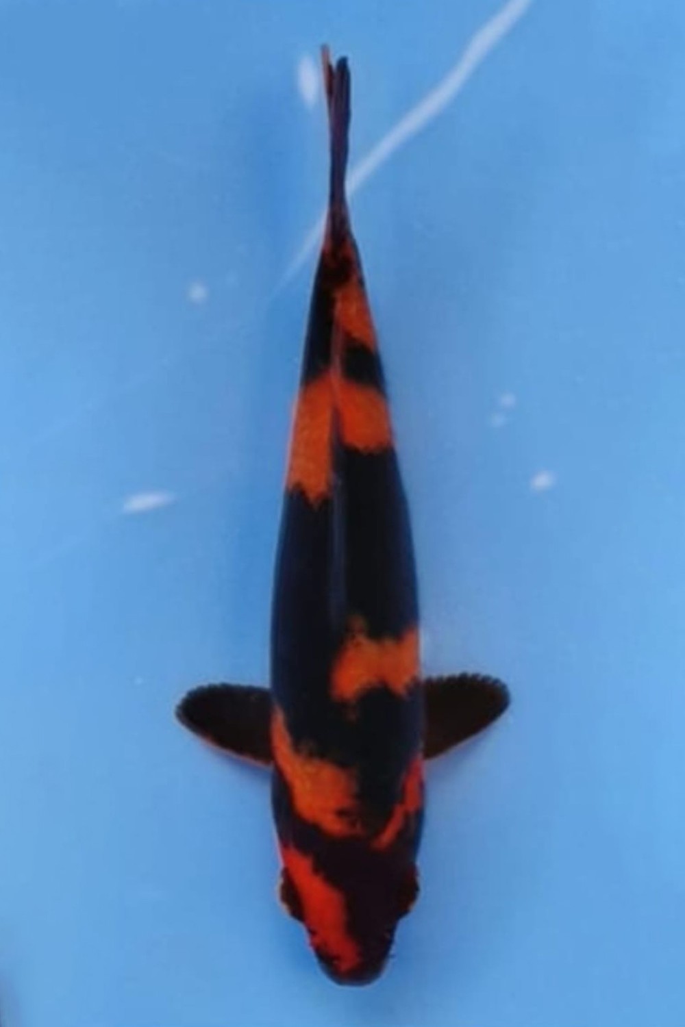 D. Cempaka Prize 16 - 20 cm