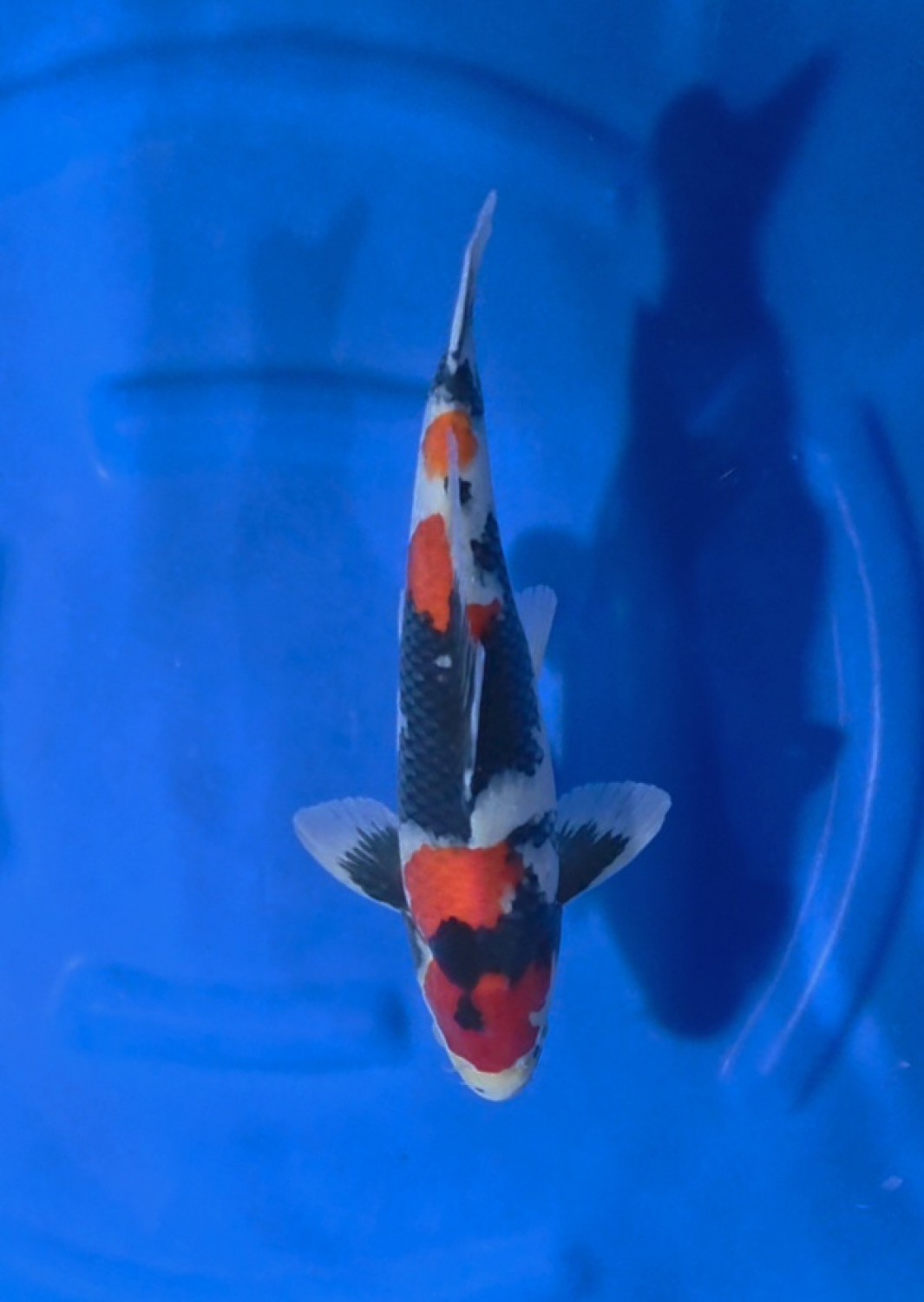 A. Junior Champion