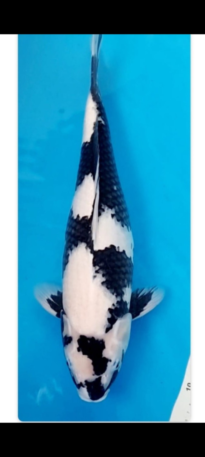 B. Melati Prize 51 - 55 cm
