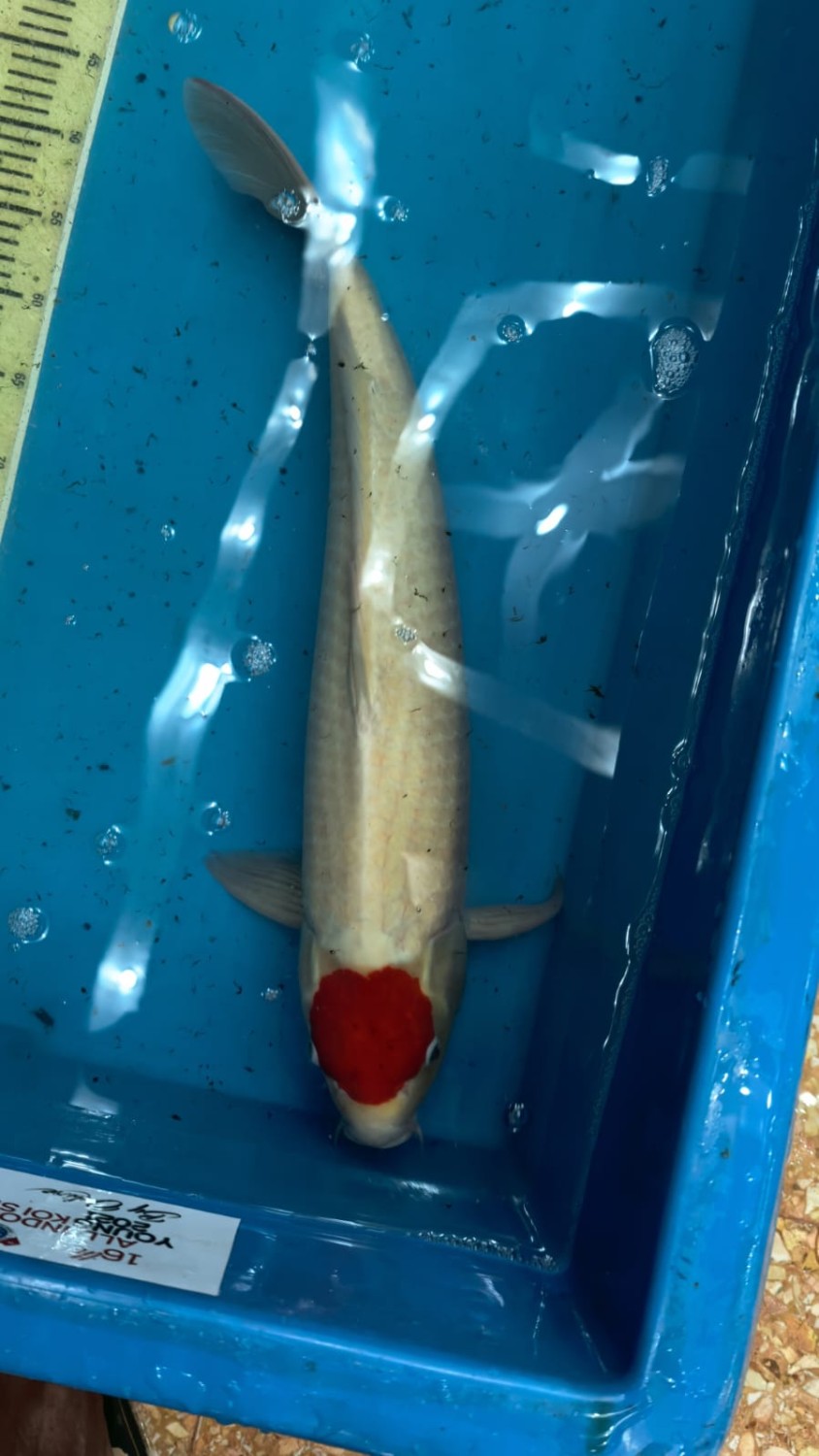 Juara 2