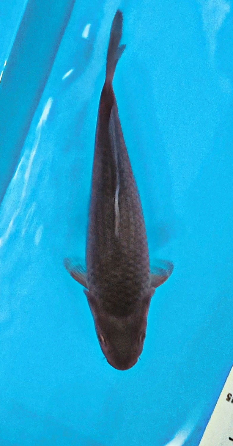Juara 4