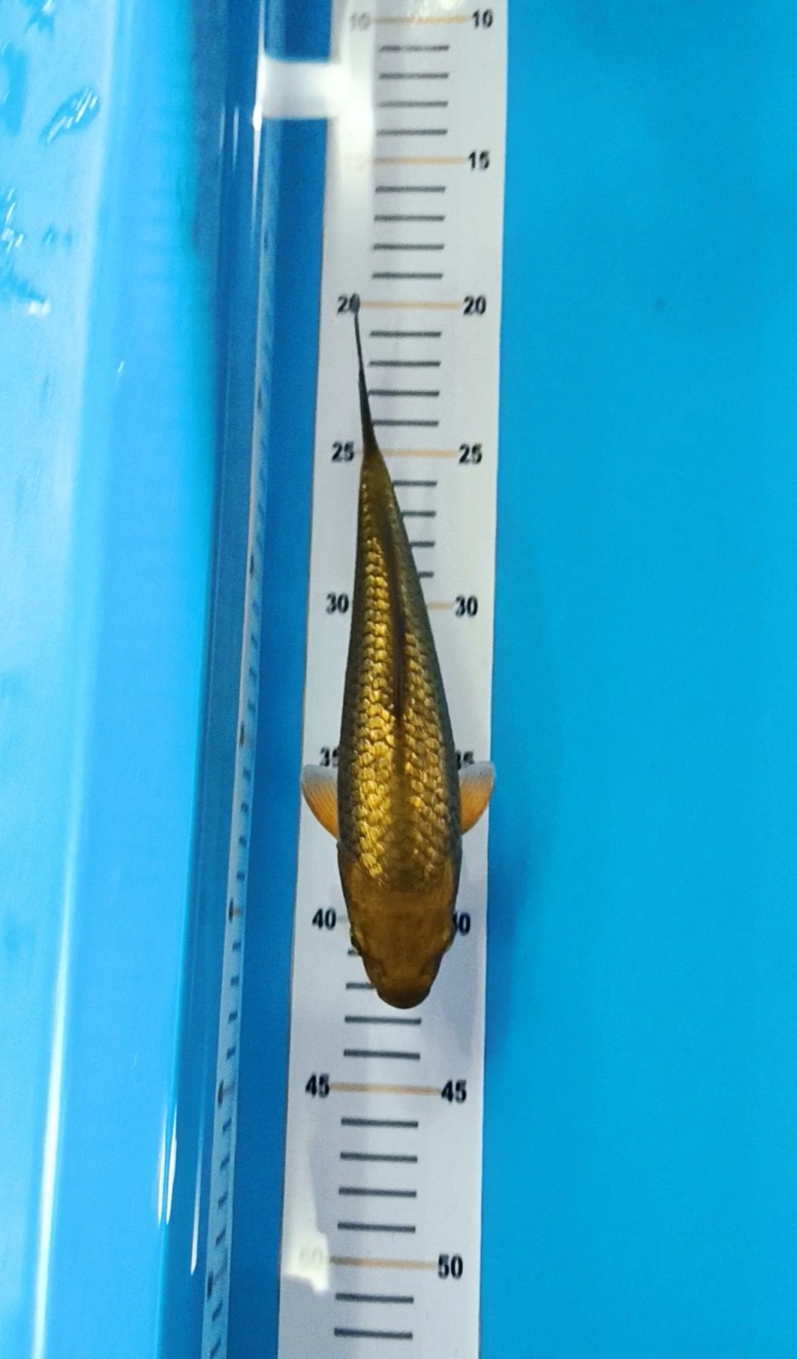 Juara 2
