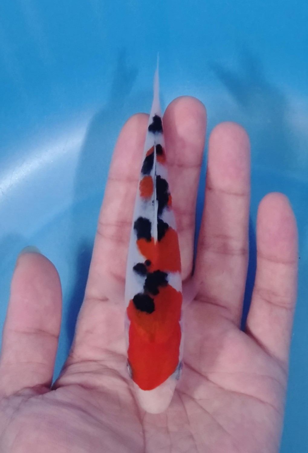 A. Best In Size 13 - 15 cm