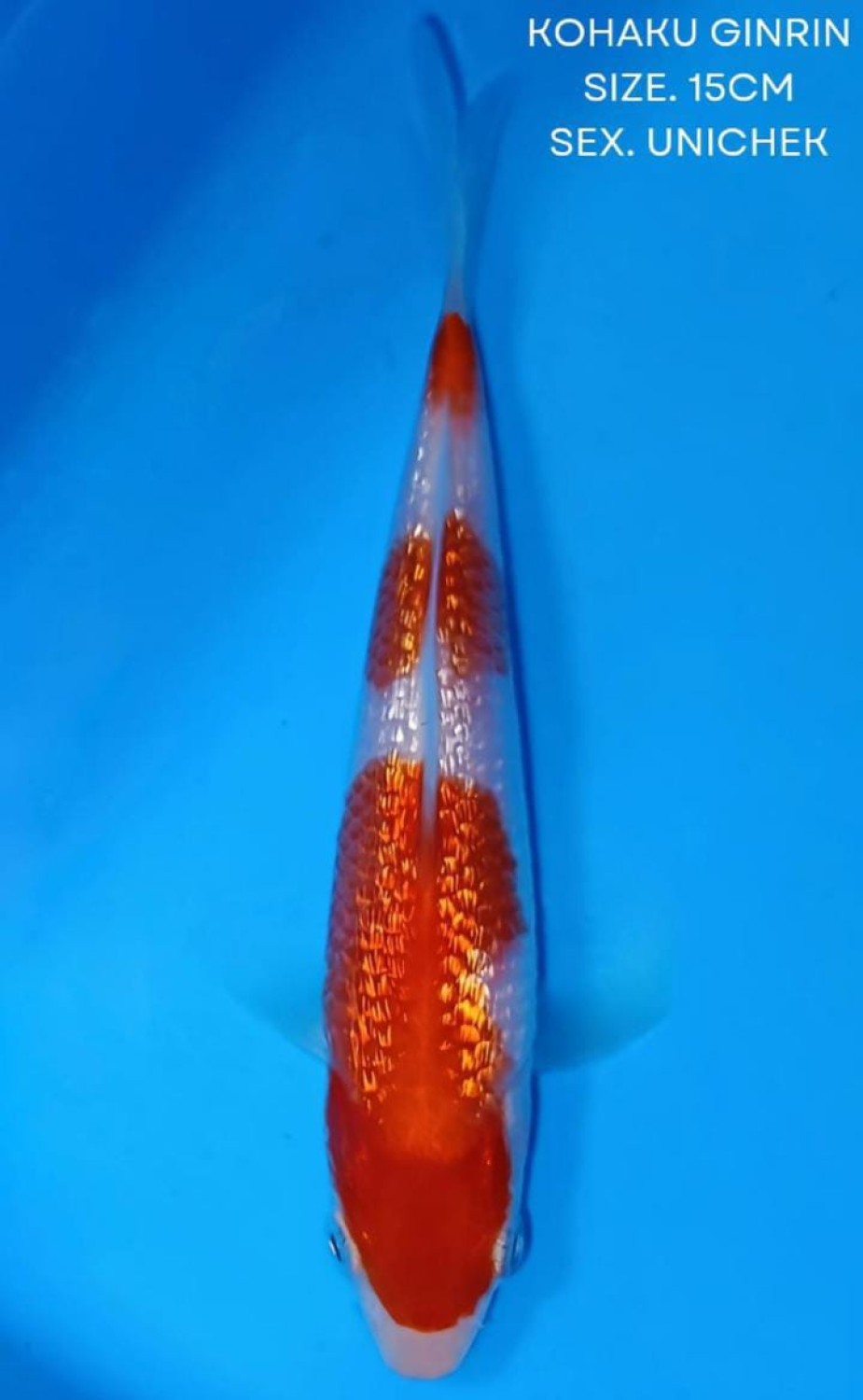 Juara 3
