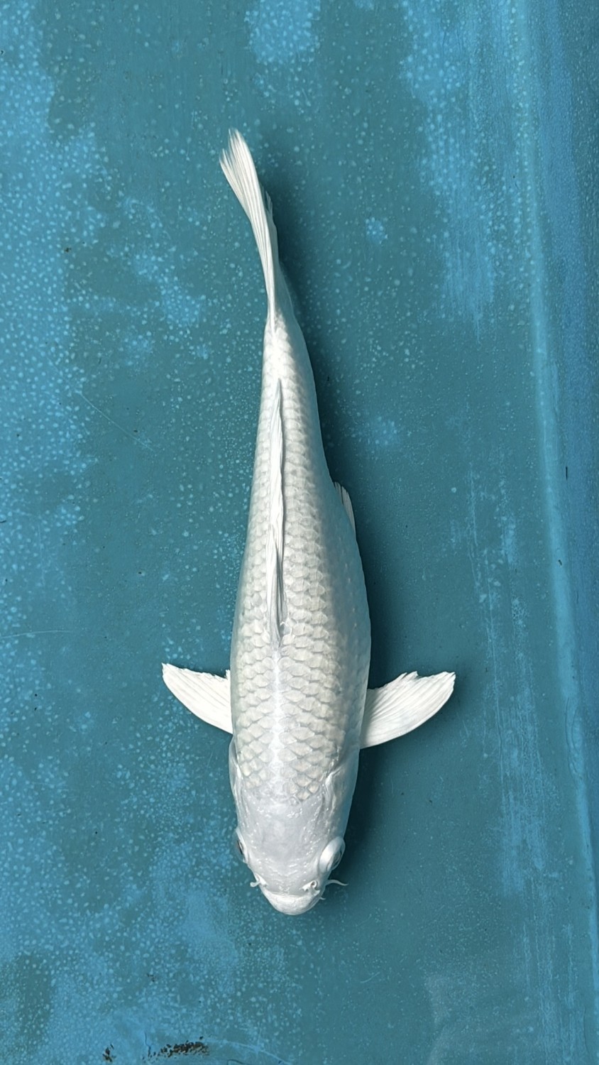Juara 1