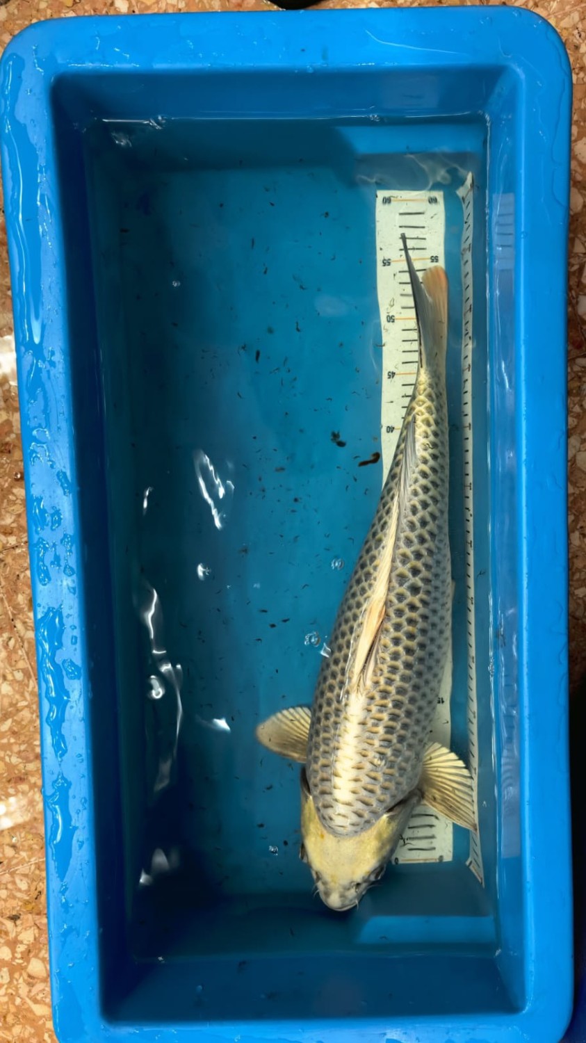 Juara 1