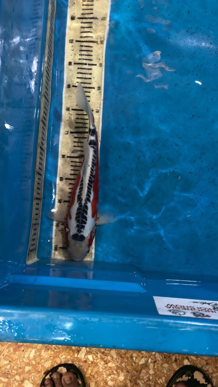 D. Cempaka Prize 31 - 35 cm
