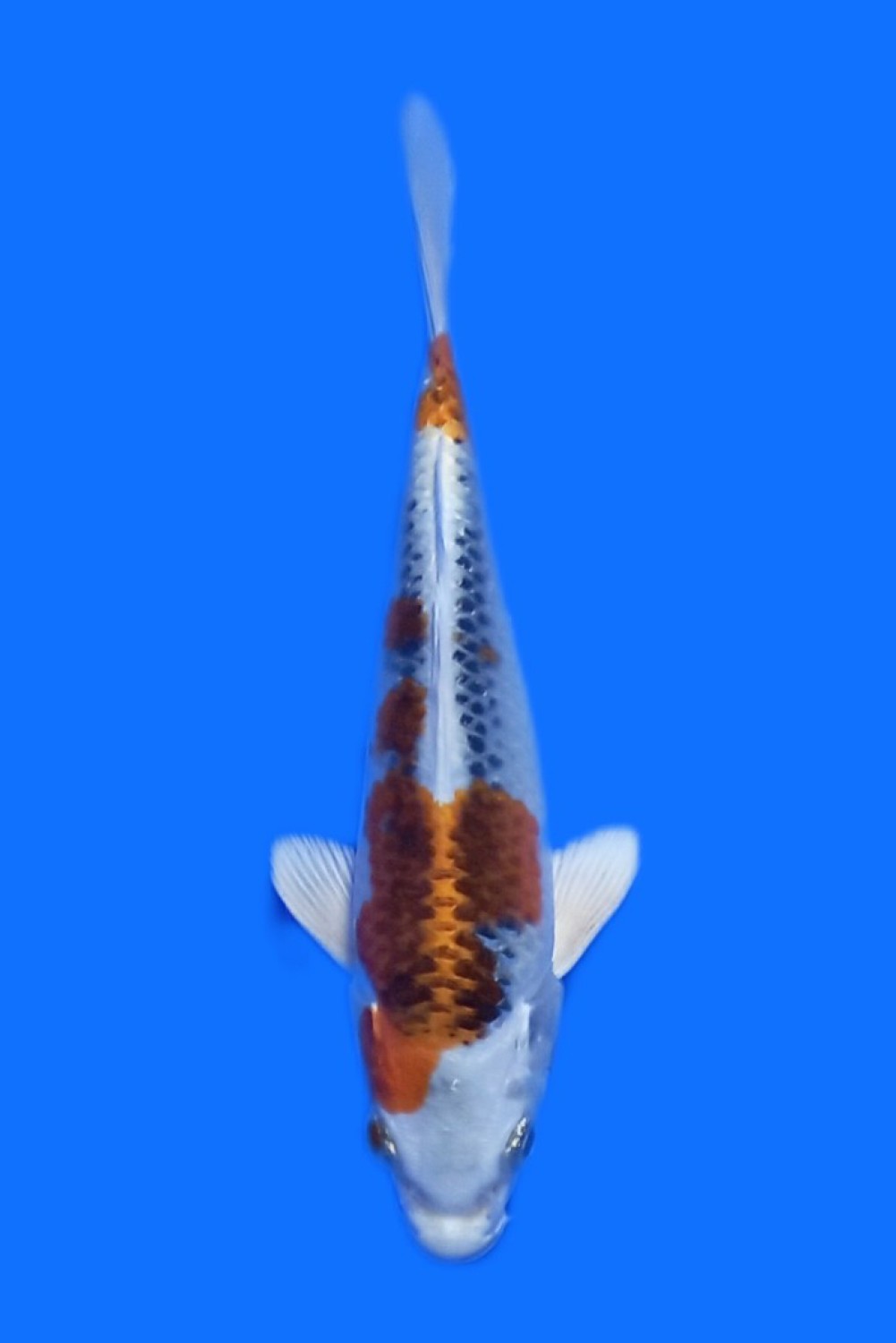 B. Melati Mini Champion