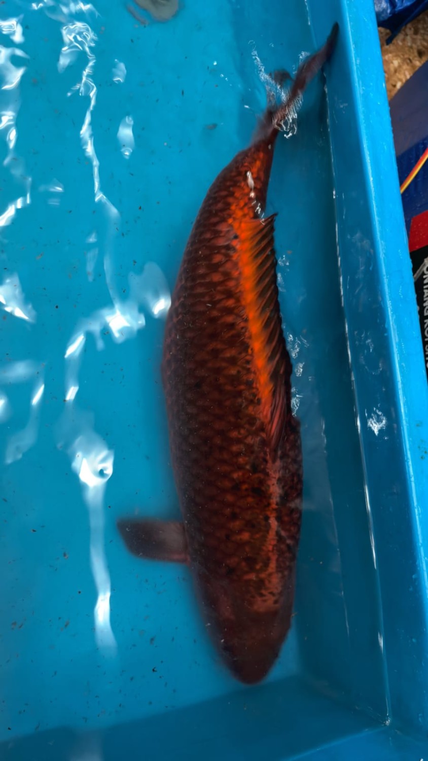 Juara 1
