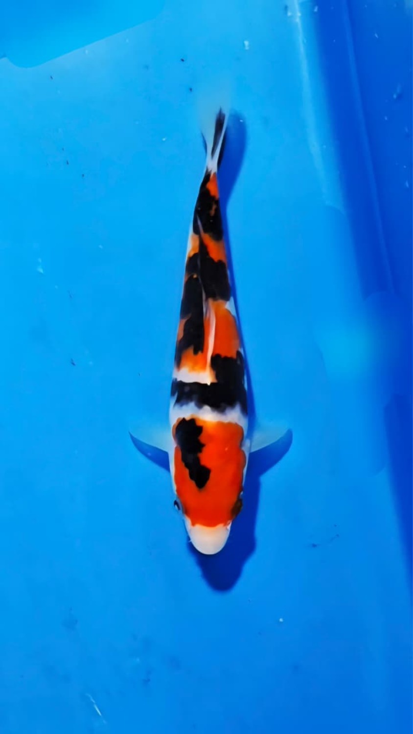 A. Mini Champion