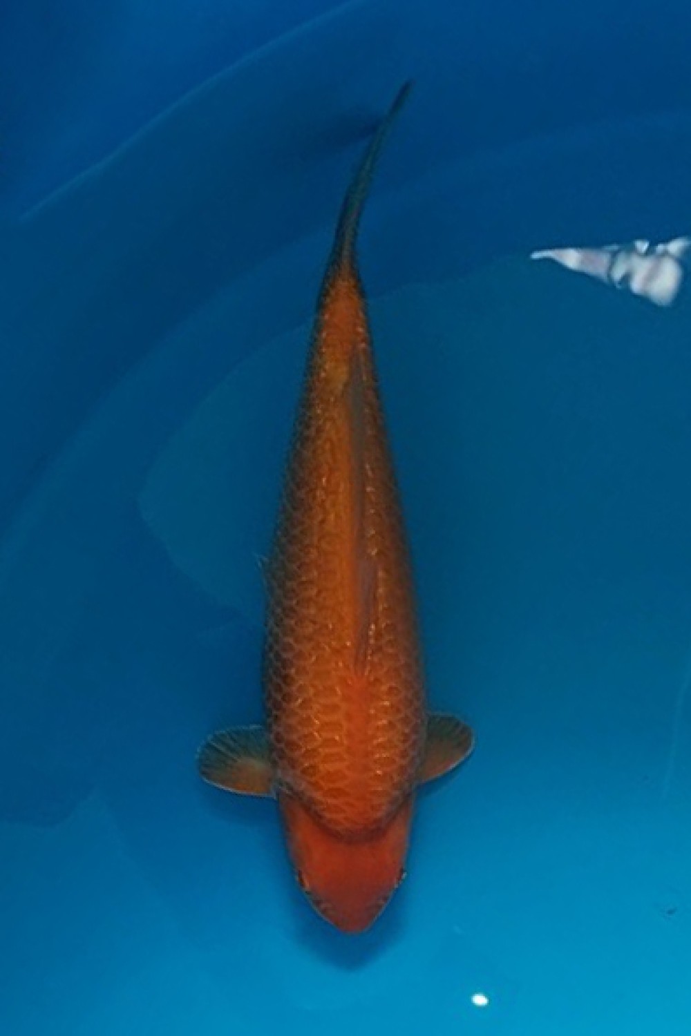 E. Kamboja Young Champion