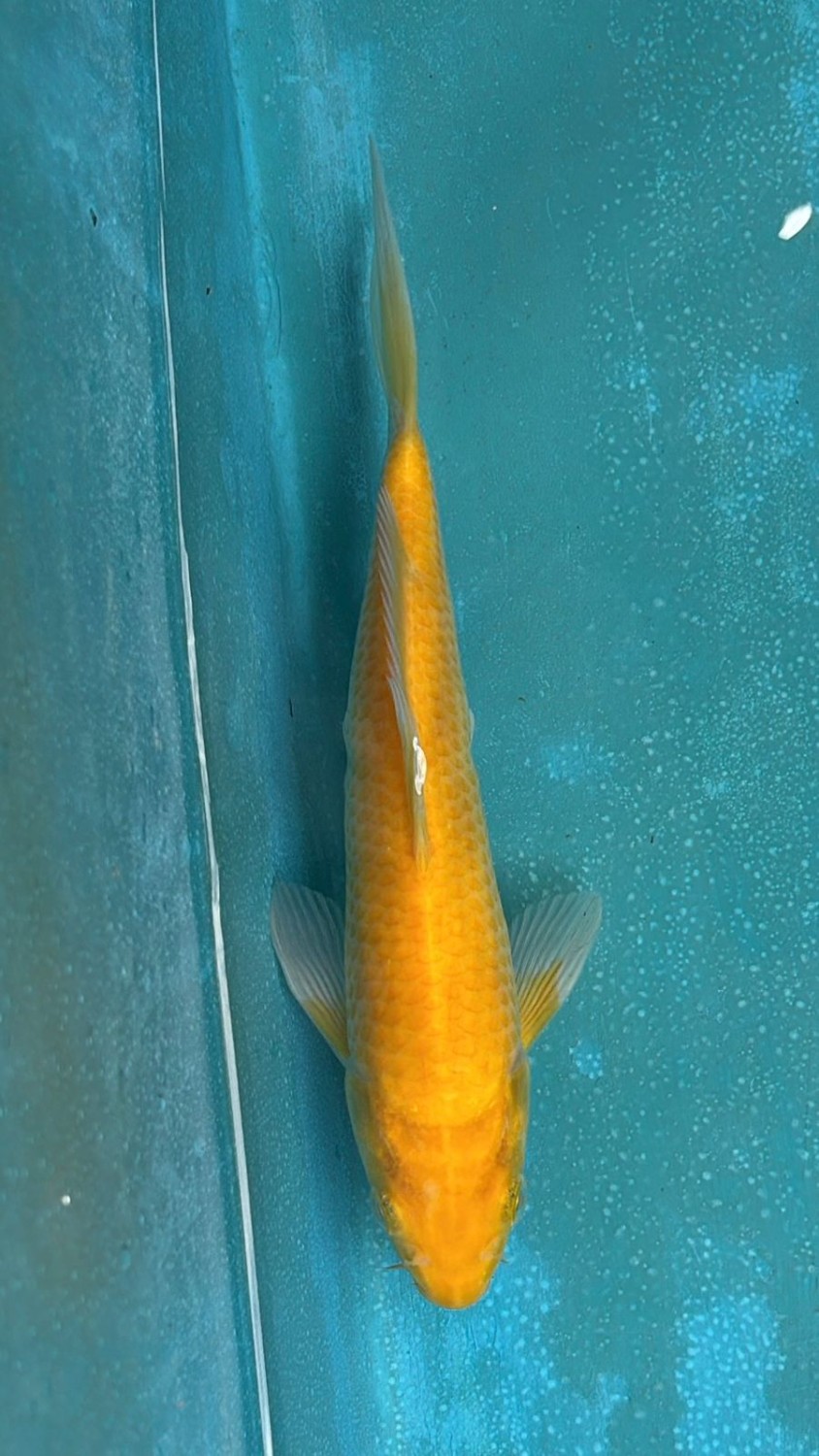 Juara 2