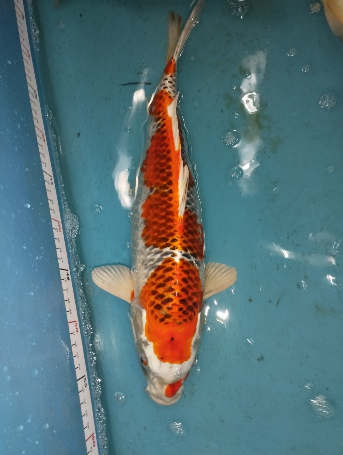 Juara 1