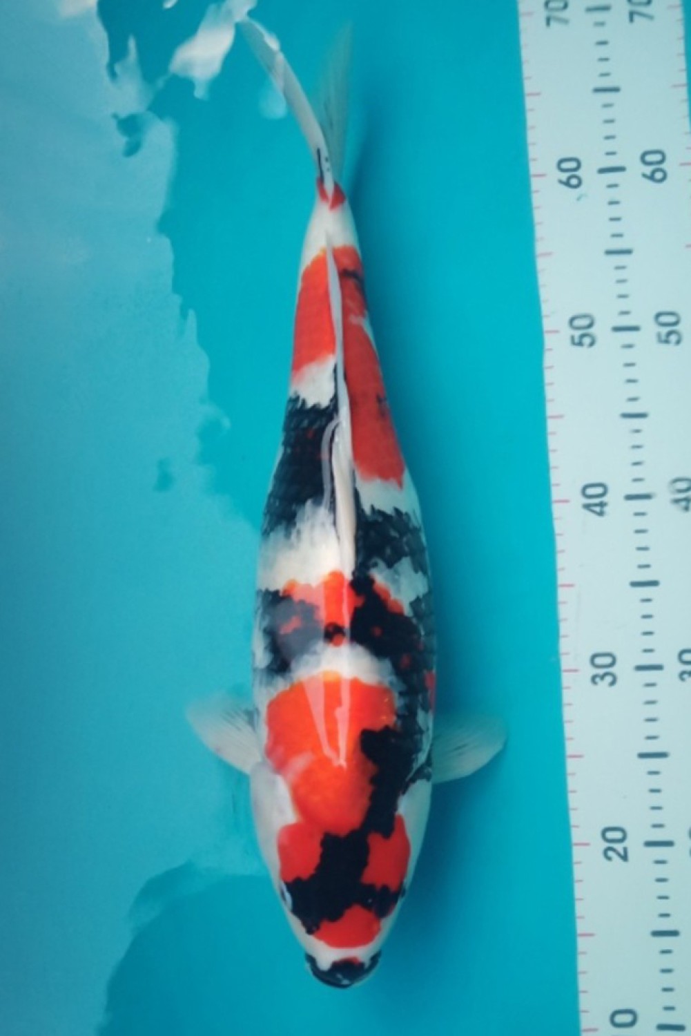 A. Adult Champion
