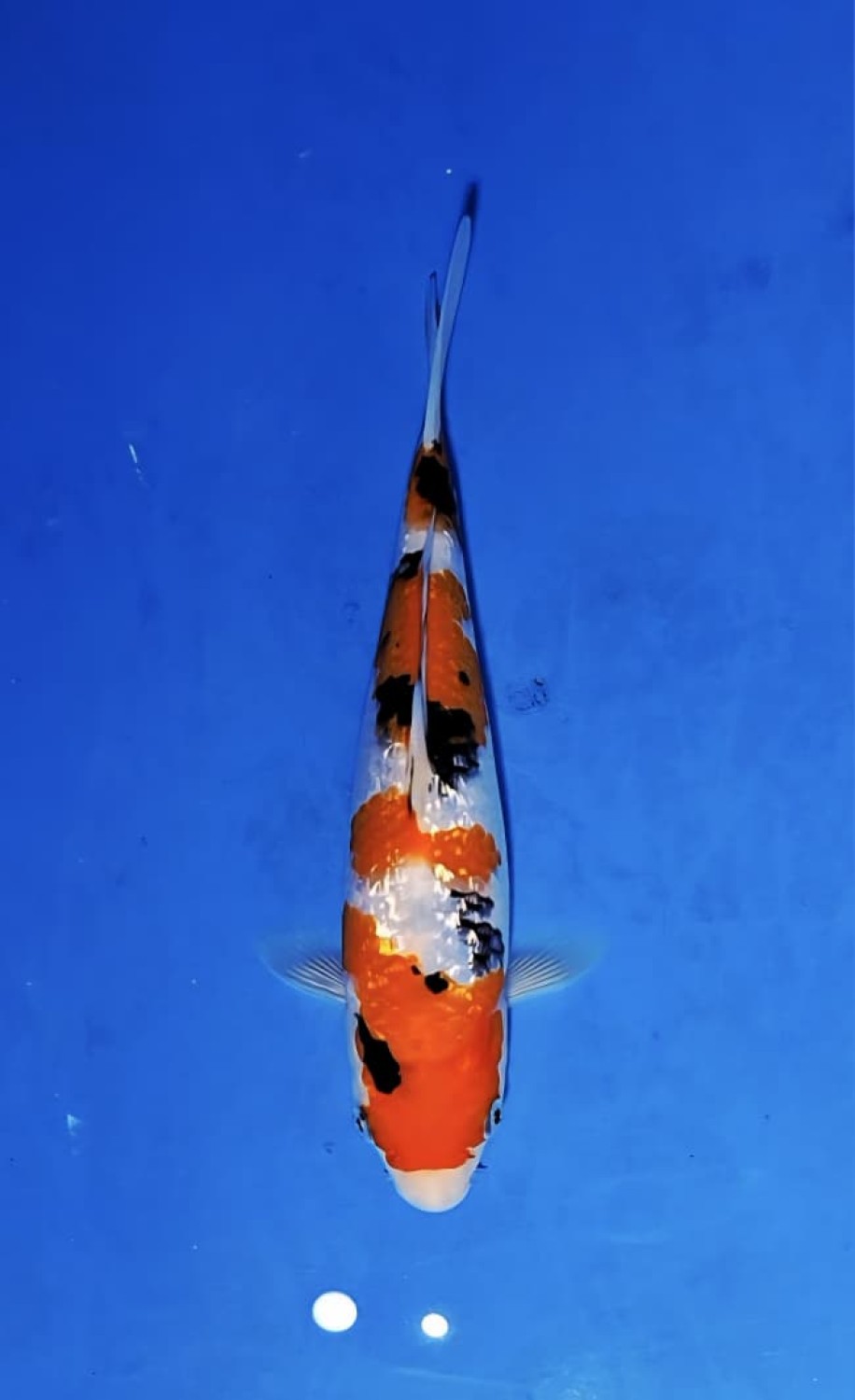 Juara 5