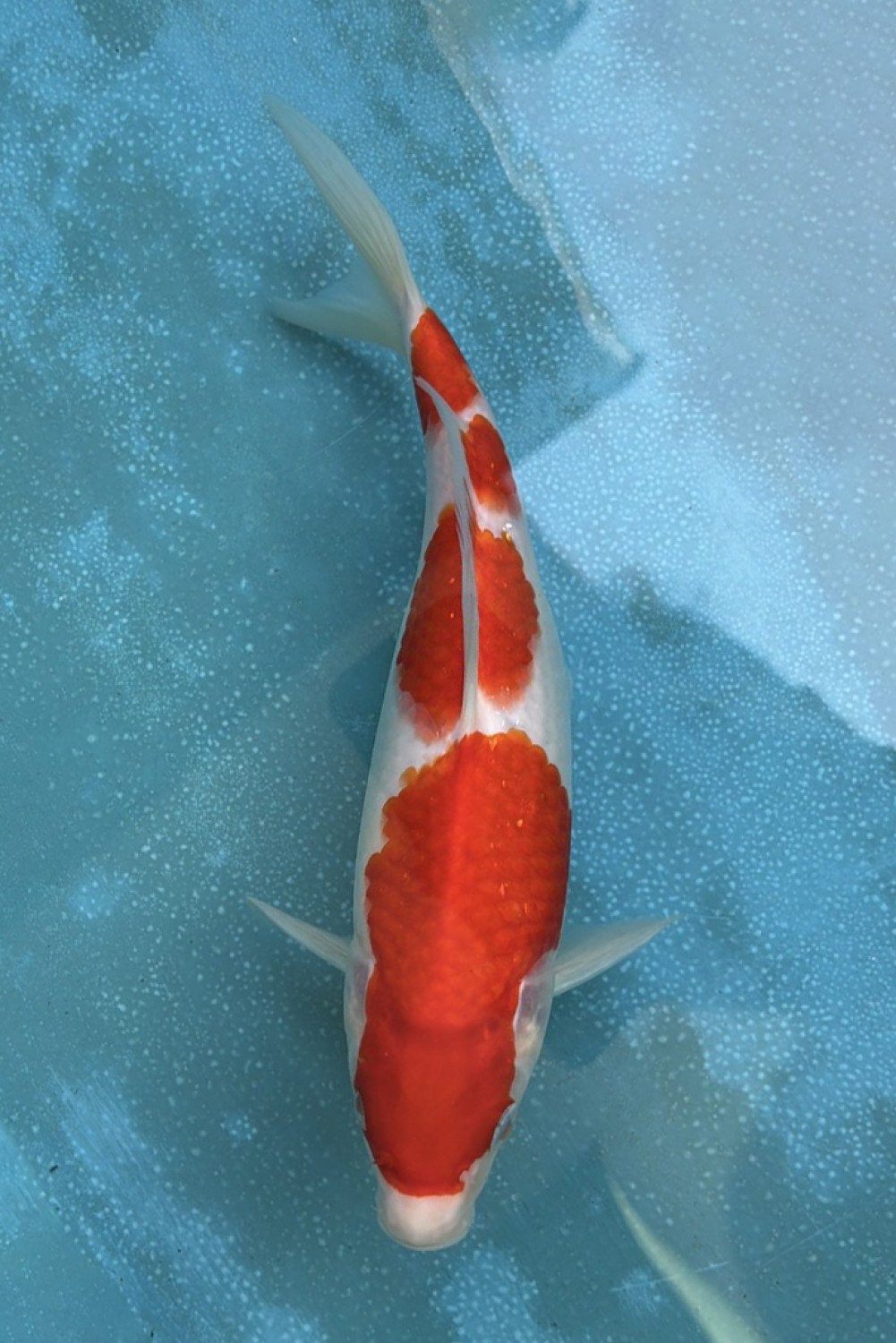 Juara 2