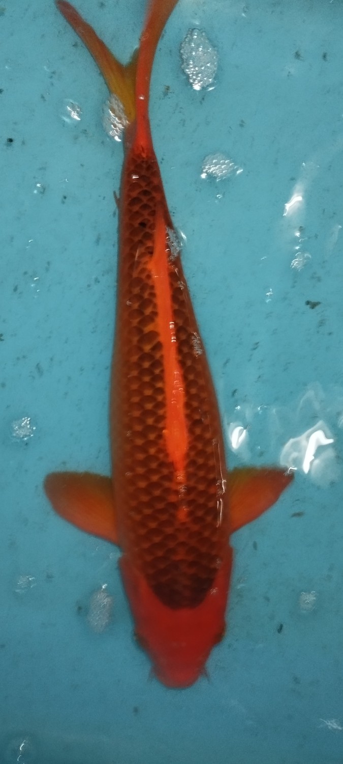 E. Kamboja Junior Champion