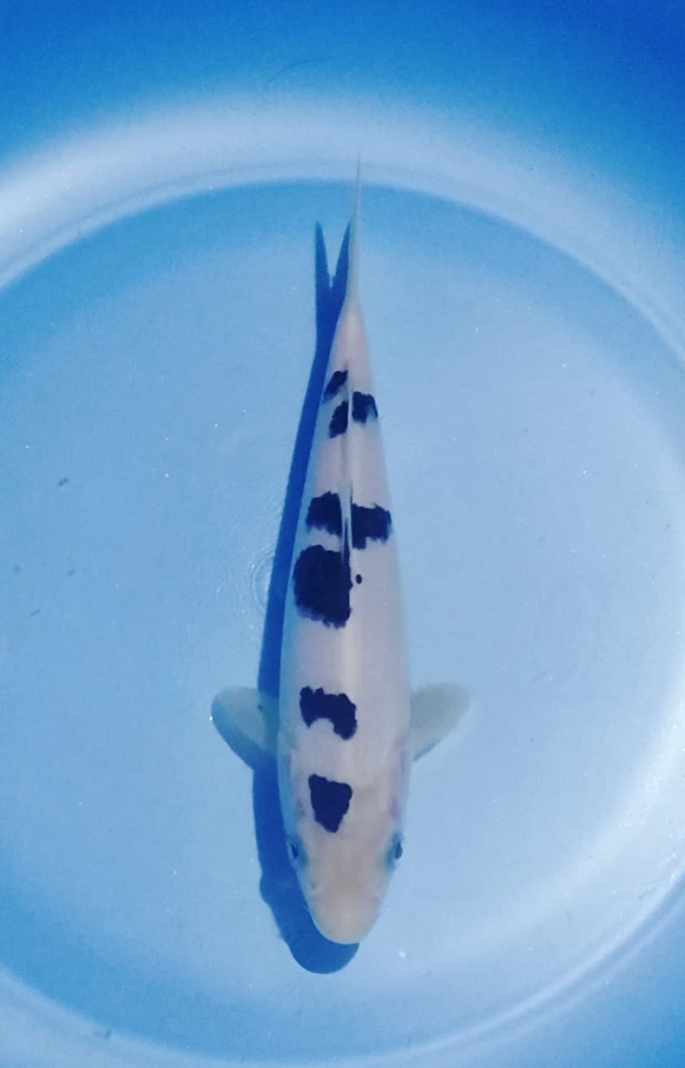 D. Cempaka Mini Champion