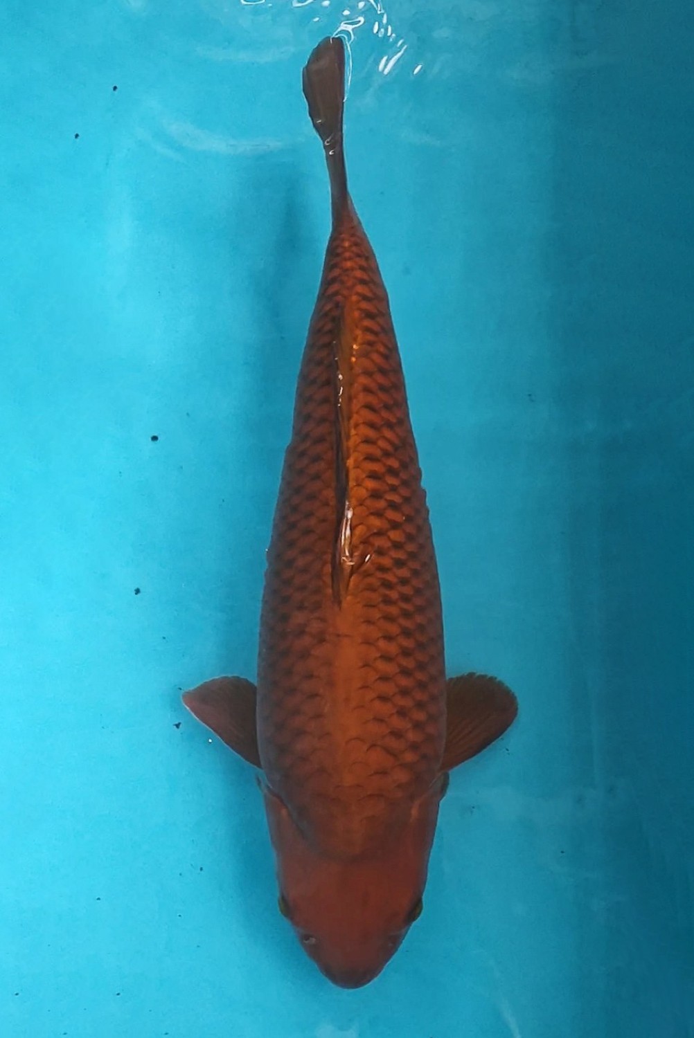 E. Kamboja Adult Champion