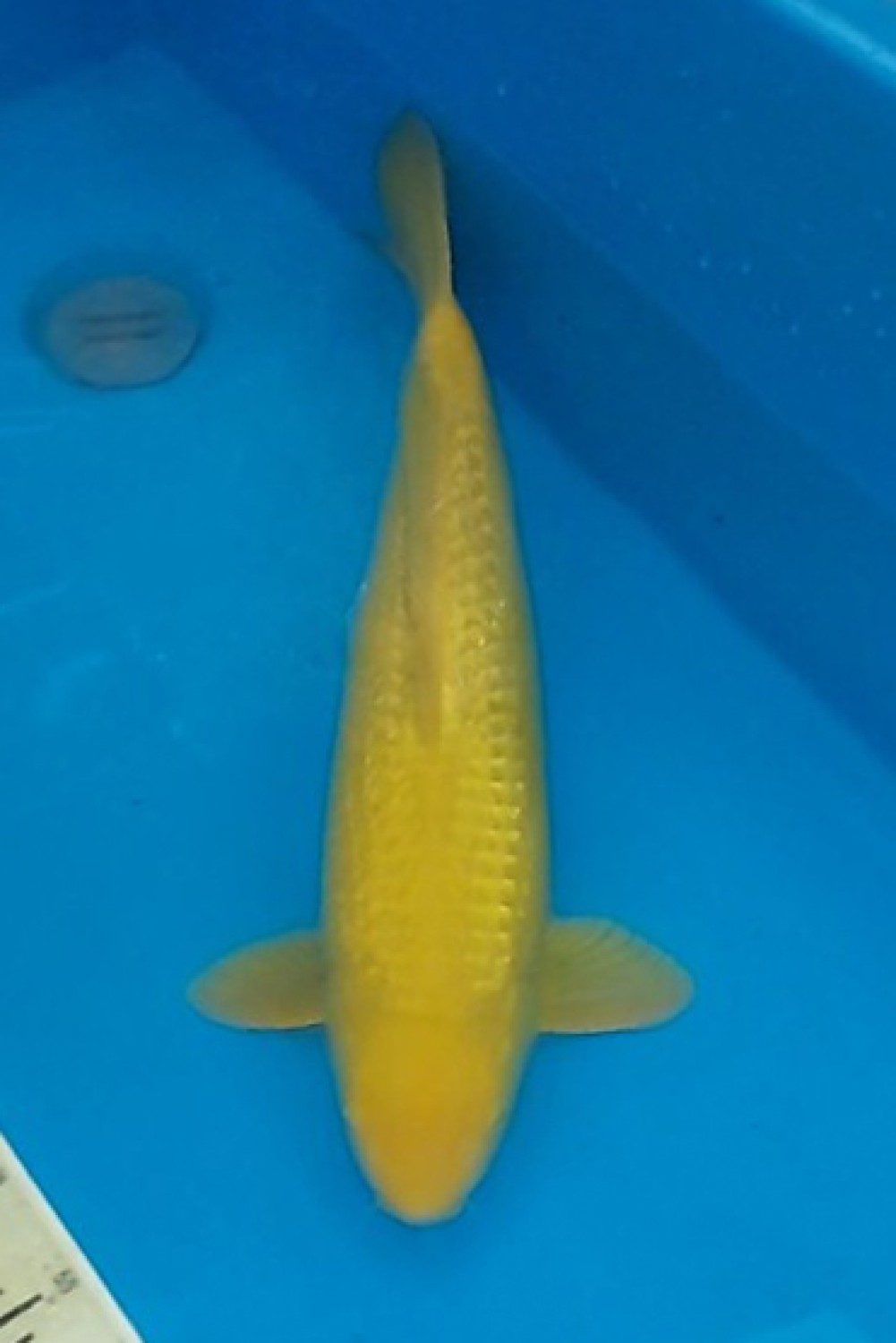 E. Kamboja Prize 46 - 50 cm