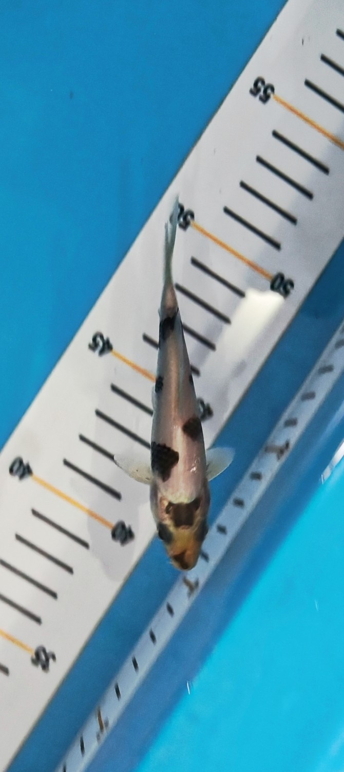 Juara 1