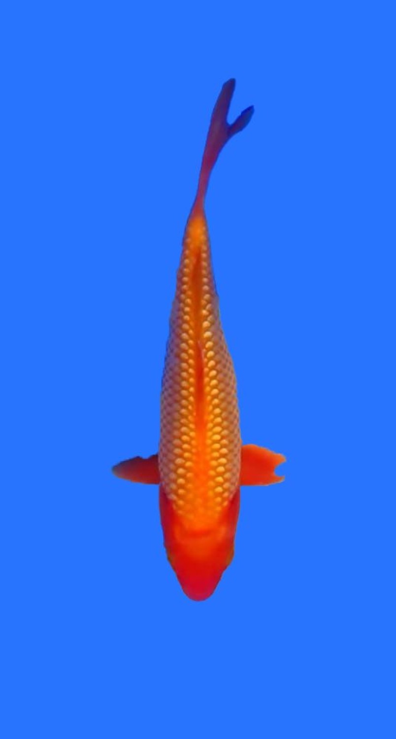 E. Kamboja Prize 16 - 20 cm