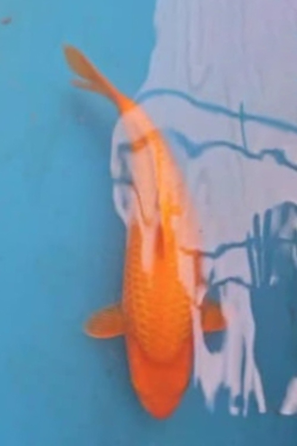 E. Kamboja Prize 26 - 30 cm