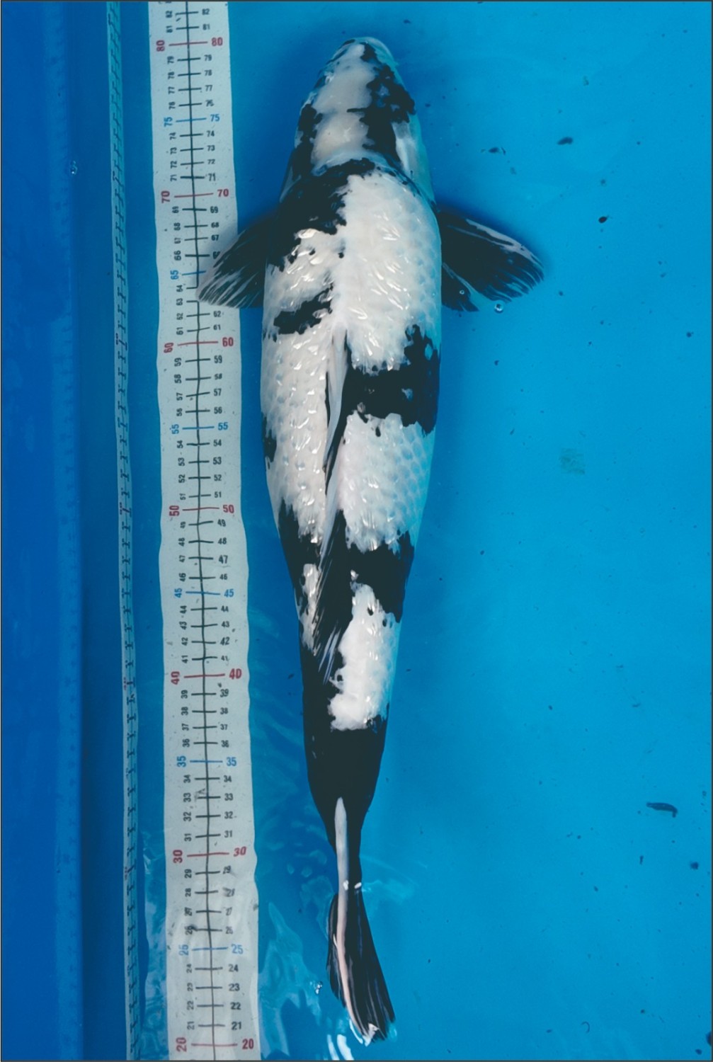 C. Anggrek Prize 56 - 60 cm