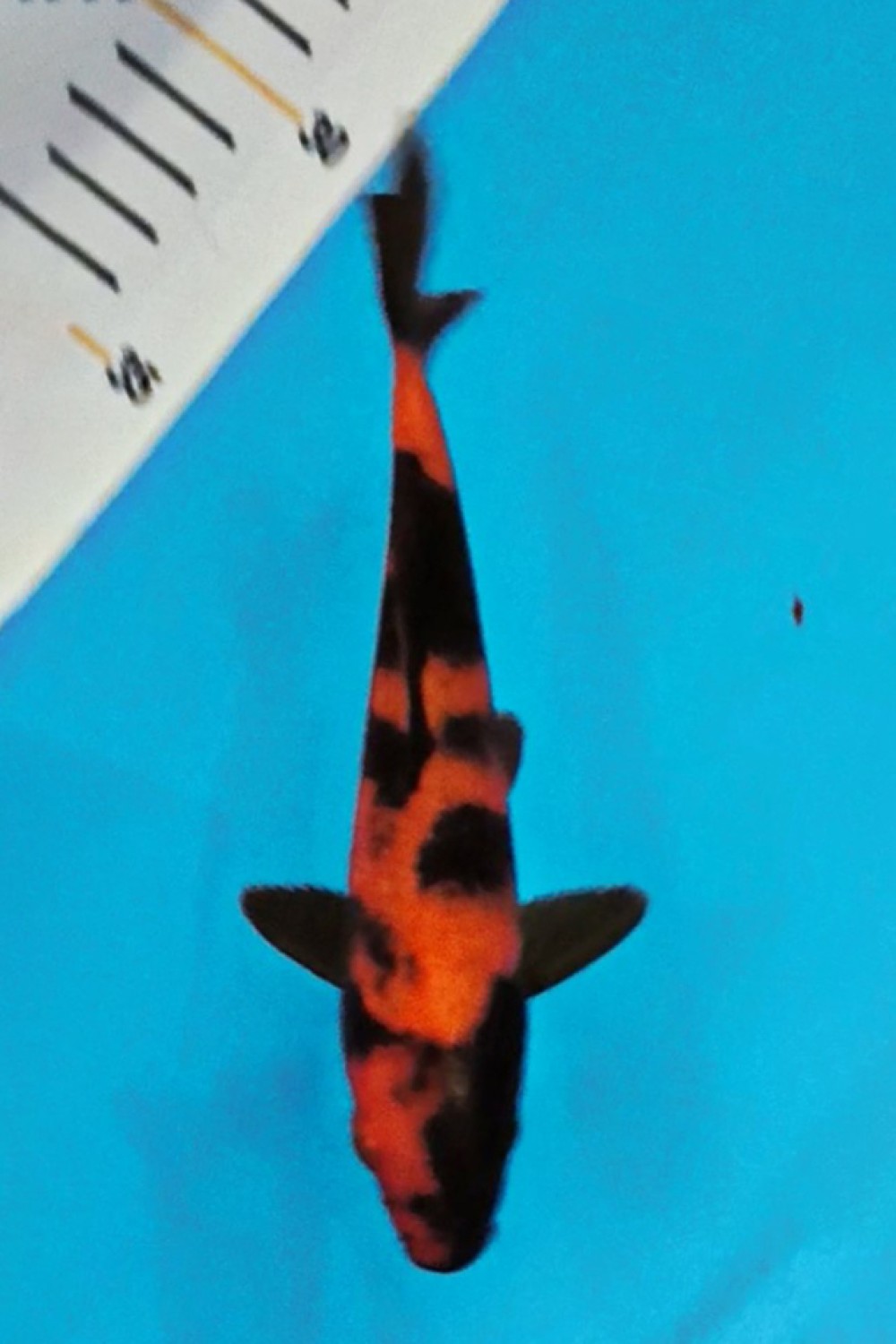 Juara 1